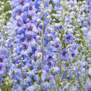 4586 Delphinium "Blue Dawn"