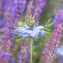 4594 Nigella