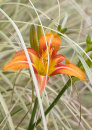 4608 Hemerocallis "Captain Russell"