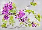 4622 Cercis
