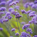 Verbena bonariensis