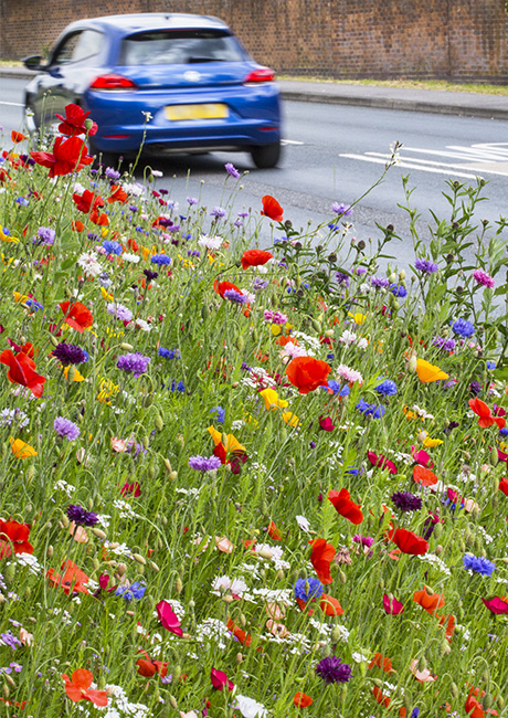 Urban Roadside flower meadow