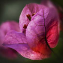 Bougainvillea