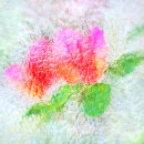 4700 Bougainvillea