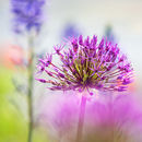 4711 Allium
