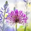 4731 Allium, Camassia