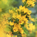 Lysimachia lichiangensis