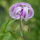 Lilium lankongense