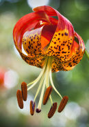 Lilium pardalinum giganteum