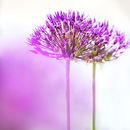 4830 Alliums