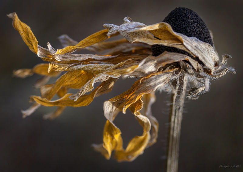 Formed On The Wind