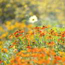 4883 Heleniums