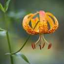 Lilium pardalinum giganteum