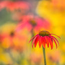 4942 Echinacea
