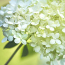 5124 Hydrangea paniculata limelight