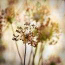 Drying Allium Seed Heads