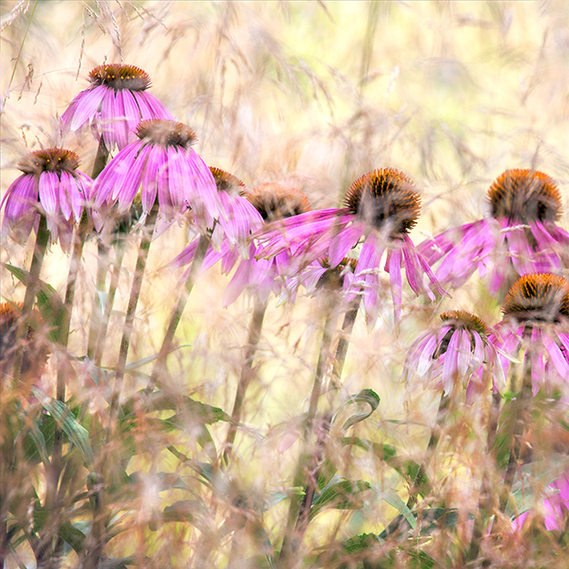 5412 - Echinacea