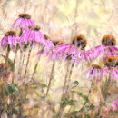 5412 - Echinacea