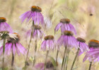 5423 Echinacea purpurea leuchstern