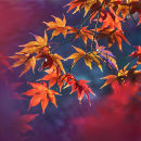 Autumnal acer foliage - not available for greeting cards