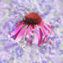 Echinacea (not available for greeting cards)