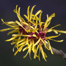 5684 Hamamelis mollis