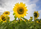 5779 Sunflowers