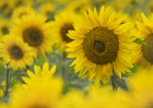 5809 Sunflowers