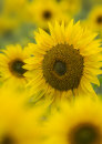 5813 Sunflowers