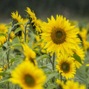 5818 Sunflowers