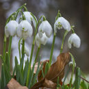 5913 Snowdrops