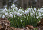 5914 Snowdrops