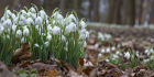 5916 Snowdrops