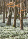 6038 The Snowdrop Woodlands, Welford Park, Berkshire