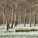 6043 The Snowdrop Woods, Welford Park, Berkshire