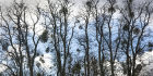6061 Lime trees with mistletoe