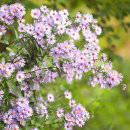 6097 Michaelmas Daisies