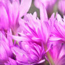6107 Colchicum