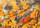 6160 Autumnal / Fall foliage