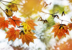6174 Autumnal / Fall foliage