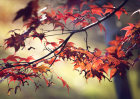 6176 Autumnal / Fall foliage