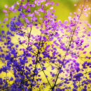 Thalictrum delavayi