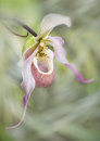 6228 Phragmipedium orchid
