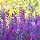 Clarkia