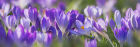 6292 Crocus panorama