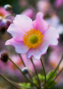 Anemone tomentosa 'Robustissima' (not available for greeting cards)
