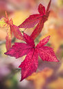 6435 Autumnal / Fall foliage - Liquidambar