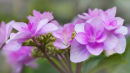 Hydrangea macrophylla Hanabi