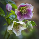 6537 Hellebore orientalis
