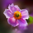 Japanese Anemone